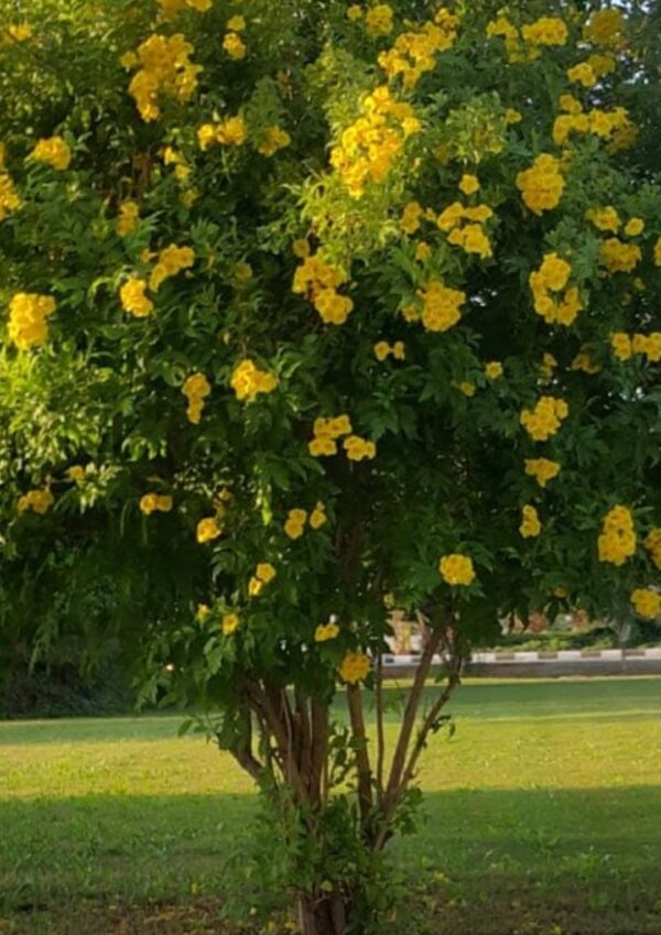 بذور تيكومة صفراء 4 جرام