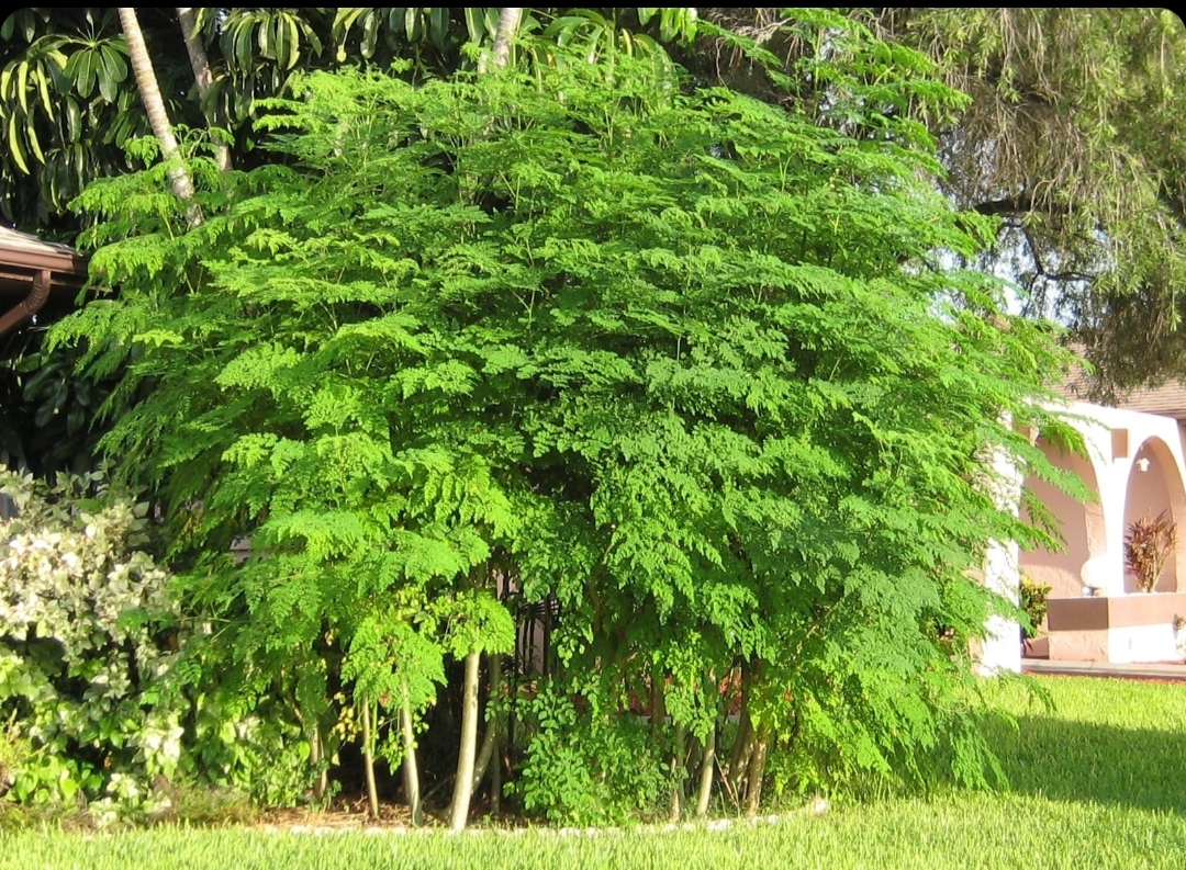 بذور مورينجا 20جرام